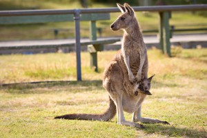 Femelle kangourou et son petit
