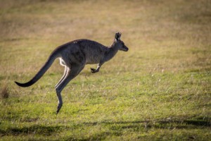 Kangourou sautant