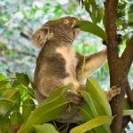 Koala mangeant des feuilles d'eucalyptus